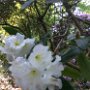 Rhododendron Impressionen
